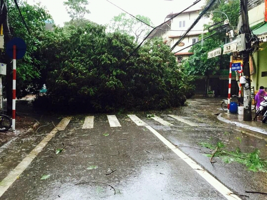 Cây đổ do bão số 1 đã làm ách tắc giao thông nhiều tuyến phố Hà Nội sáng nay 28-7 - Ảnh: K.Quốc