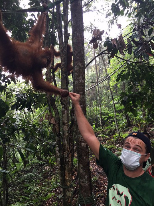 Leonardo thăm rừng nhiệt đới Leuser