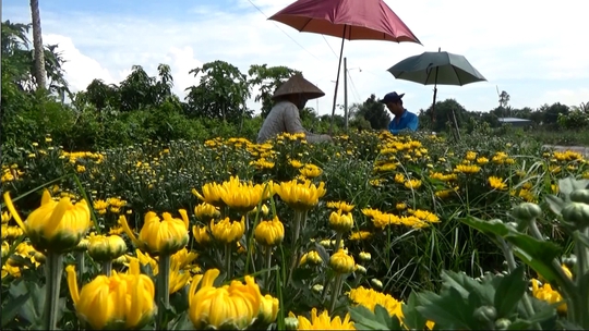 
Mỗi cây hoa cúc, nông dân thu lãi gần 2.000 đồng
