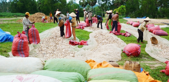 Vùng đất núi khô hạn ở An Giang đã chuyển sang trồng cây khoai mì để chủ động được nguồn nước tưới tiêuẢnh: THỐT NỐT