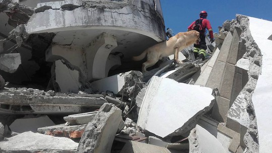 Cứu 7 nạn nhân động đất, chú chó kiệt sức mà chết