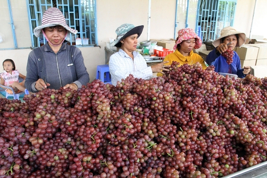 Nho Ninh Thuận được thu hoạch và bán tại chỗ cho du khách tham quan