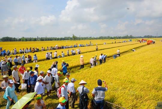 Nhiều nông dân tham quan một “cánh đồng mẫu lớn” ở TP Cần Thơ Ảnh: ngọc trinh