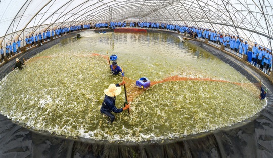 
Thu hoạch tôm từ mô hình siêu thâm canh trong nhà kính tại Bạc Liêu Ảnh: Phan Thanh Cường
