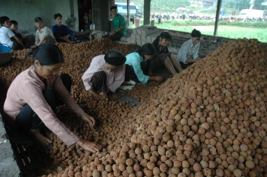 Nếu không có phương án xuất khẩu hợp lý, nguồn cung trái vải sẽ vượt cầu như những năm trước Ảnh: Văn Duẩn