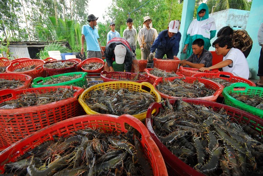 Giá trứng Artemia tăng sẽ ảnh hưởng đến chất lượng và hiệu quả của tôm thành phẩm Ảnh: Ngọc Trinh