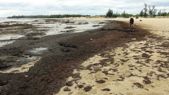 Rong biển trôi dạt vào dọc bờ biển Quảng Bình là hiện tượng tự nhiên