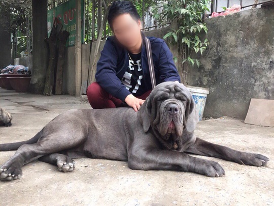 Việc thả chó dữ ra đường nhưng không rọ mõm sẽ rất nguy hiểm Ảnh: Nguyễn Hưởng