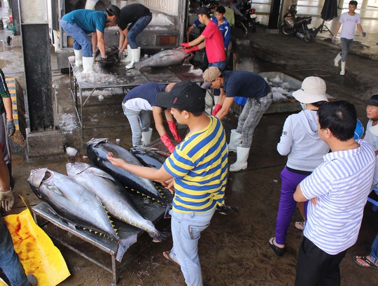 Tư thương mua cá ngừ đại dương ở cảng Hòn Rớ Ảnh: KỲ NAM
