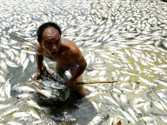 Ngày 11-7-2007, 50 tấn cá chết vì ô nhiễm trong một hồ nước ở thành phố Vũ Hán, tỉnh Hồ Bắc - Trung QuốcẢnh: Reuters