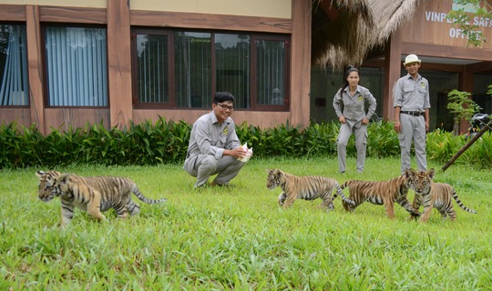 Đàn hổ Bengal con đang nô đùa