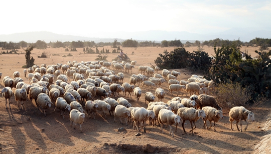 Những đàn cừu ở Ninh Thuận đói khô vì thiếu nước và thức ăn