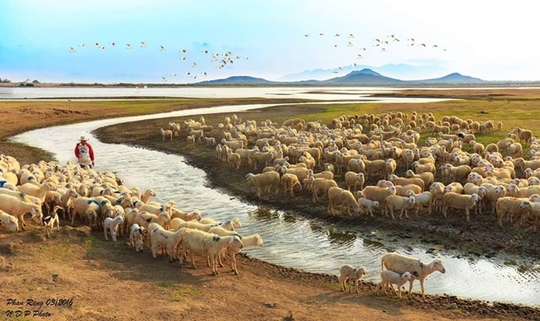 
Nhiều đàn cừu từ huyện vùng cao Bác Ái được đưa về khu vực hồ Thành Sơn (Ninh Hải) để cứu khát
