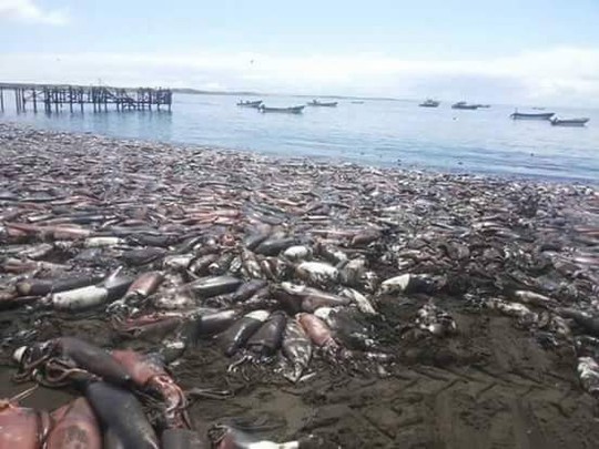 Đây là lần đầu tiên số lượng sinh vật biển chết đáng kinh ngạc. Ảnh: Twitter