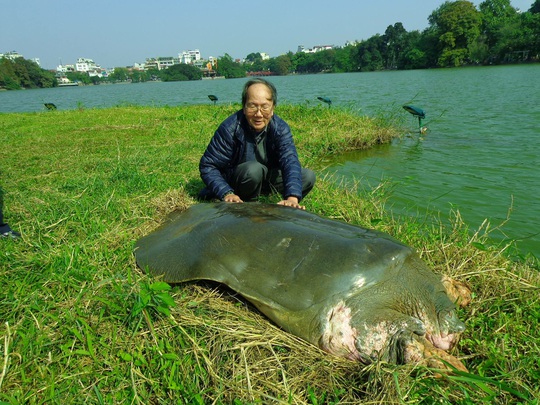 Rùa hồ Gươm trong một lần lên bãi cỏ xung quanh Tháp Rùa hồ GươmẢnh: Hà Đình Đức