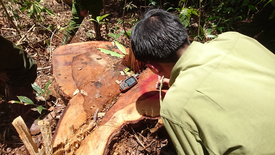 
Những cây gỗ dổi to lớn bị lâm tặc đốn hạ tại tiểu khu 390, Lộc Bắc, Lâm Đồng.
