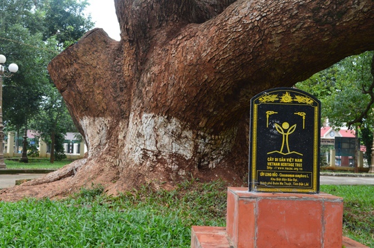 
Cây long não đã được công nhận là cây di sản Việt Nam từ tháng 12-2014
