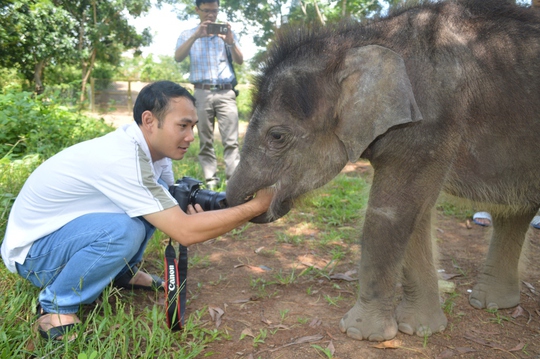 Gold (vàng) là tên gọi của chú voi con khi được đưa về chăm sóc tại Trung tâm Bảo tồn voi Đắk Lắk