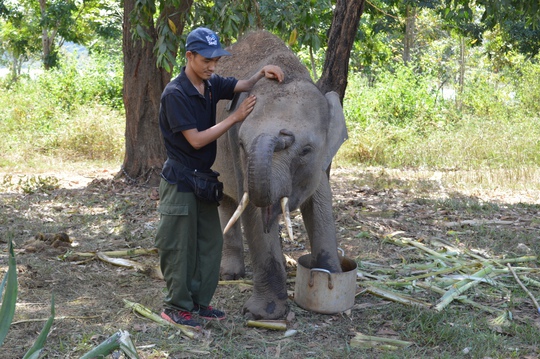 June (tháng 6) là chú voi con thứ 2 đang được chăm sóc tại Trung tâm Bảo tồn voi Đắk Lắk. June hiện hơn 6 tuổi