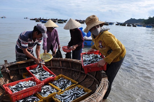 
Vì tâm lý sợ ăn cá bị nhiễm độc nên giá cá nục (loại cá ven bờ) chỉ còn khoảng 5.000-7.000 đồng/kg.
