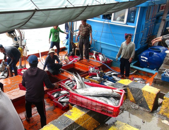 
Tàu cá tấp nập vào cảng Hòn Rớ. Ngư dân Phan Bảy, chủ một tàu cá xa bờ khác ở xã Phước Đồng, TP Nha Trang lạc quan cho biết: Mặc dù đi đánh bắt vào dịp Tết, xa gia đình, vợ con nhưng việc trúng đậm cá ngừ khiến ngư dân trên tàu ai cũng phấn khởi.
