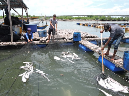 Các hộ nuôi phải cho người vớt đi đổ