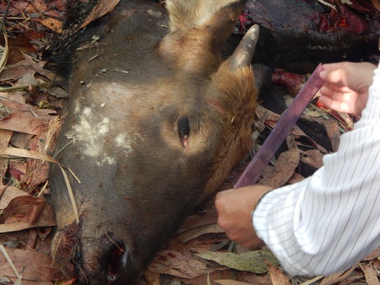 Con bò tót bị bắn chết cách đây hơn 2 tuần, bị róc hết thịt chỉ còn lại xương và đầu