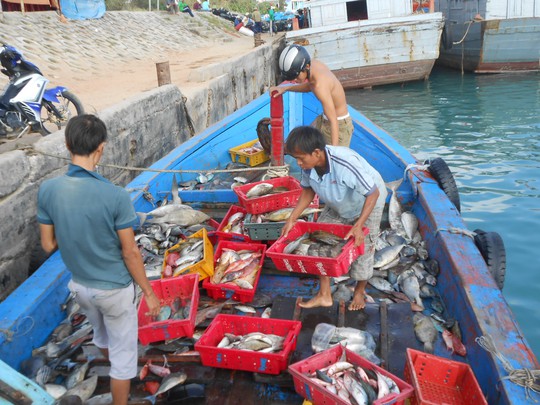 Ngư dân Lý Sơn thu hoạch cá nuôi thương phẩm.