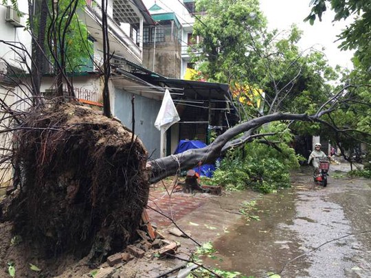 Cây đổ chắn ngang đường ở quận Hoàng Mai - Ảnh: Ngọc Dung