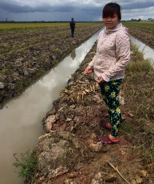 
Hai hộ gia đình phải đi vay ngân hàng trồng vụ cam nhưng đã bị kẻ gian chặt phá.
