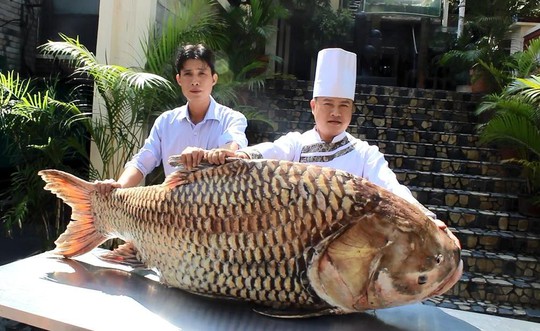 
Con cá hô này dài hơn 1,5 m, nặng 119 kg
