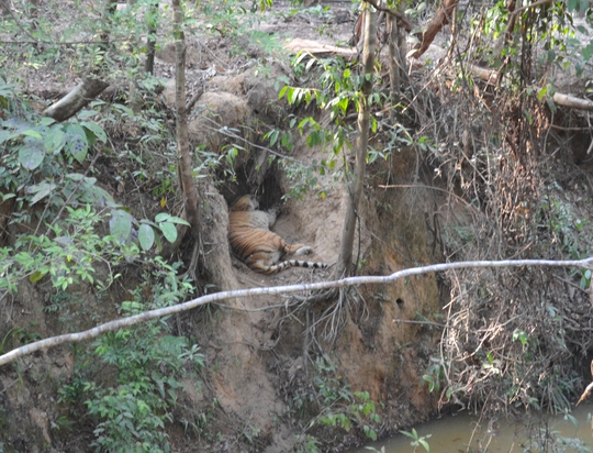 
Hổ Bengal thích nghi tốt với điều kiện tự nhiên ở Phú Quốc
