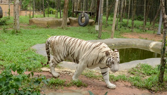 
Con hổ trắng này đang có dấu hiệu sắp vào thời điểm giao phối

