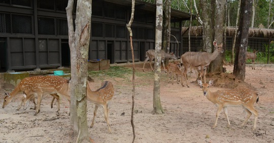 Trong vài tháng tới, Vinpearl Safari Phú Quốc sẽ có thêm 10 hươu con ra đời sau khi đã sinh được 5 con.