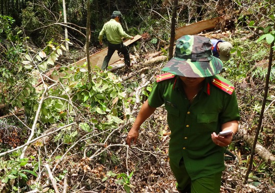 
Công an điều tra vụ phá rừng pơ mu trăm tuổi
