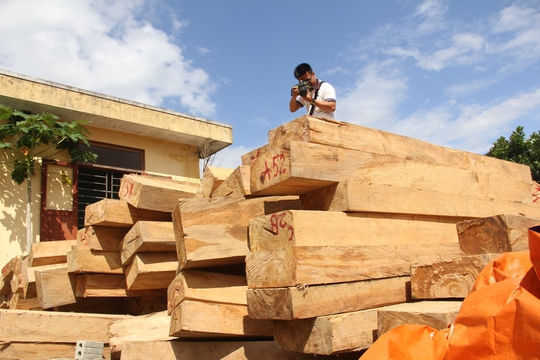 
Số gỗ thu giữ được chất cao như núi Ảnh: Báo Quảng Nam
