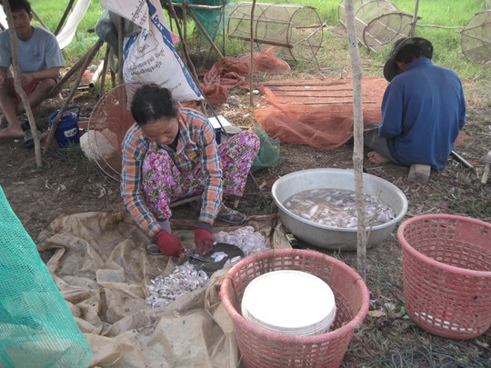 
Chị Silang, một người dân làng Kampong Phluk, cho biết những năm trước, mỗi ngày gia đình chị kiếm được từ 20-30 USD bán cá. Thế nhưng năm nay do nước cạn, gia đình chị chỉ đánh bắt được khoảng 10 kg cá/ngày, kiếm được 10 USD. Số tiền này không đủ để mua gạo và trả học phí cho con.
