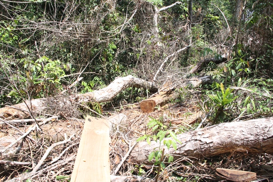 
Do lực lượng kiểm lâm mỏng nên việc quản lý và bảo vệ rừng hết sức khó khăn. Ảnh: Rừng dổi ở tiểu khu 390A Lộc Bắc, Bảo Lâm, Lâm Đồng bị lâm tặc tàn phá nghiêm trọng.
