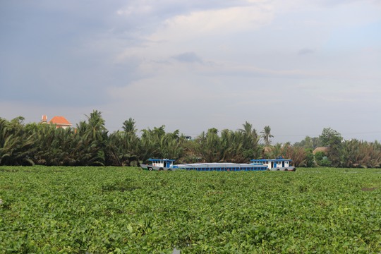 Một chiếc sà lan khó khăn khi di chuyển trên sông Sài Gòn (Đoạn thuộc quận 12, TP HCM) vào chiều 28-5.