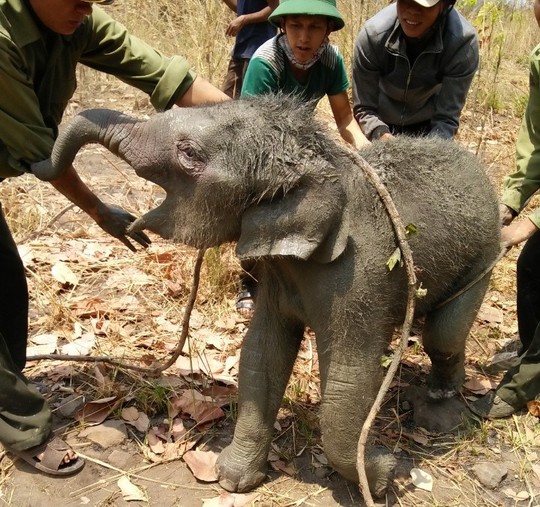 
Chú voi rừng được giải cứu và thả về rừng
