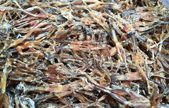 Hiện tại gi&aacute; m&oacute;n &ldquo;Vũ nữ ch&acirc;n d&agrave;i&rdquo; 500.000 đồng/kg c&oacute; l&uacute;c tăng l&ecirc;n 800.000 đồng/kg