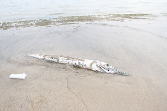 
Cá chết dạt vào bờ biển Đà Nẵng khá lớn
