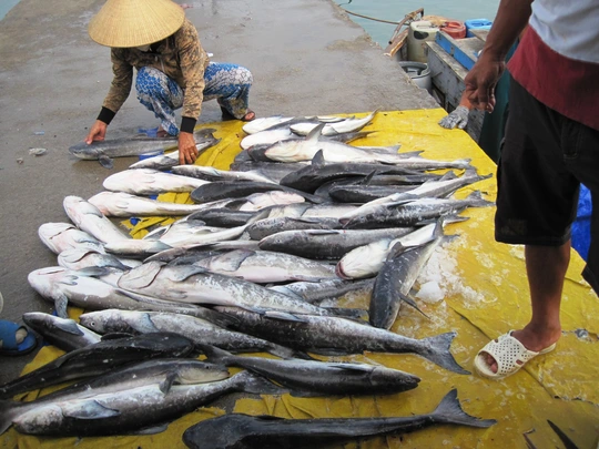 
Các lồng bè nuôi cá bớp ở Hòn Thị, Vĩnh Lương, Nha Trang, Khánh Hòa - ảnh H.N.D
