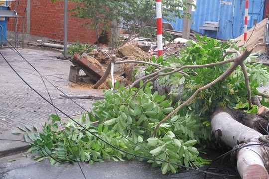 
Cây xanh ở TP Đà Nẵng bị ngã đổ
