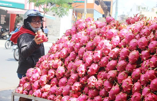 
Giá thanh long nhập tại vườn vào đến TP HCM tăng gần 10 lần, từ 200-300 đồng/kg lên trên 3.000 đồng/kg. Ảnh: Phạm Oanh
