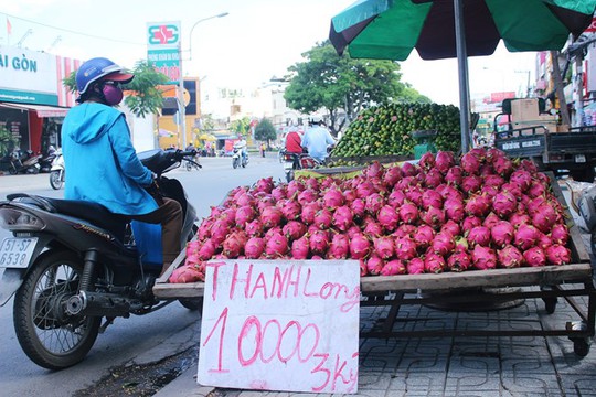 
Thanh long giá rẻ bất ngờ được bày bán tràn lan trên nhiều tuyến đường ở TP HCM. Ảnh: Phạm Oanh.
