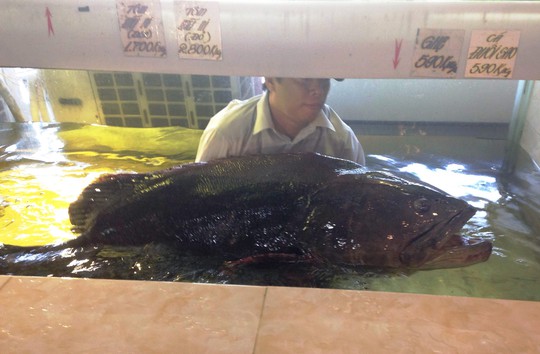 Con cá mú nghệ nặng gần 100kg, dài 1,7m vừa được ngư dân Côn Đảo bắt được.