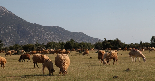 
Những đồng cỏ vốn xanh tươi trước đây giờ đã khô cháy, khiến đàn gia súc vật vã tìm kiếm thức ăn.
