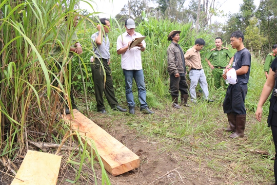 
Những phách gỗ lâm tặc đã cưa xẻ nằm la liệt tại tiểu khu 161 Tà Nung, TP Đà Lạt.
