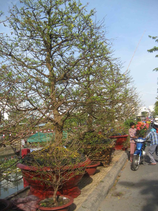 
Hàng loạt cây mai khủng được bán tại chợ hoa ở bờ kè hồ Xáng Thổi ở TP Cần Thơ

